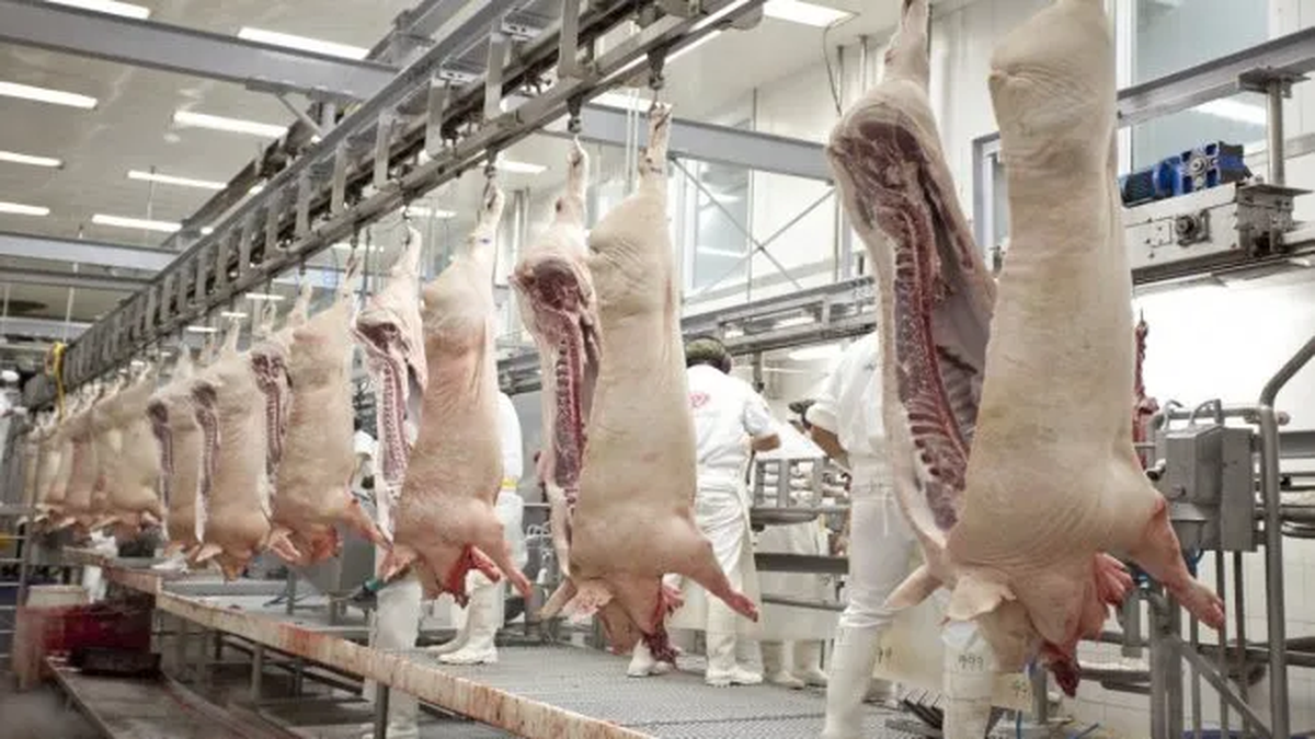 La faena porcina registró un alza, mientras que la bovina cayó. La faena porcina registró un alza, mientras que la bovina cayó.