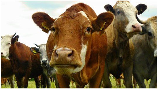 Preocupación que llega a los frigoríficos: Al mercado ganadero le faltan vacunos para cubrir la demanda Preocupación que llega a los frigoríficos: Al mercado ganadero le faltan vacunos para cubrir la demanda