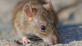 Hantavirus en crucero: Aumentan los casos y la OMS sospecha lo que se temía