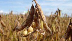 Campo en alerta: La soja marca su valor más bajo en 18 años