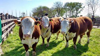 Las vacas y sus flatulencias, objetos de un posible impuesto en PBA