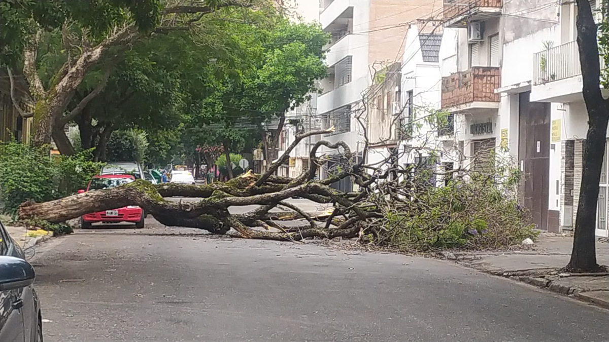 Árboles caídos por el temporal. Árboles caídos por el temporal.
