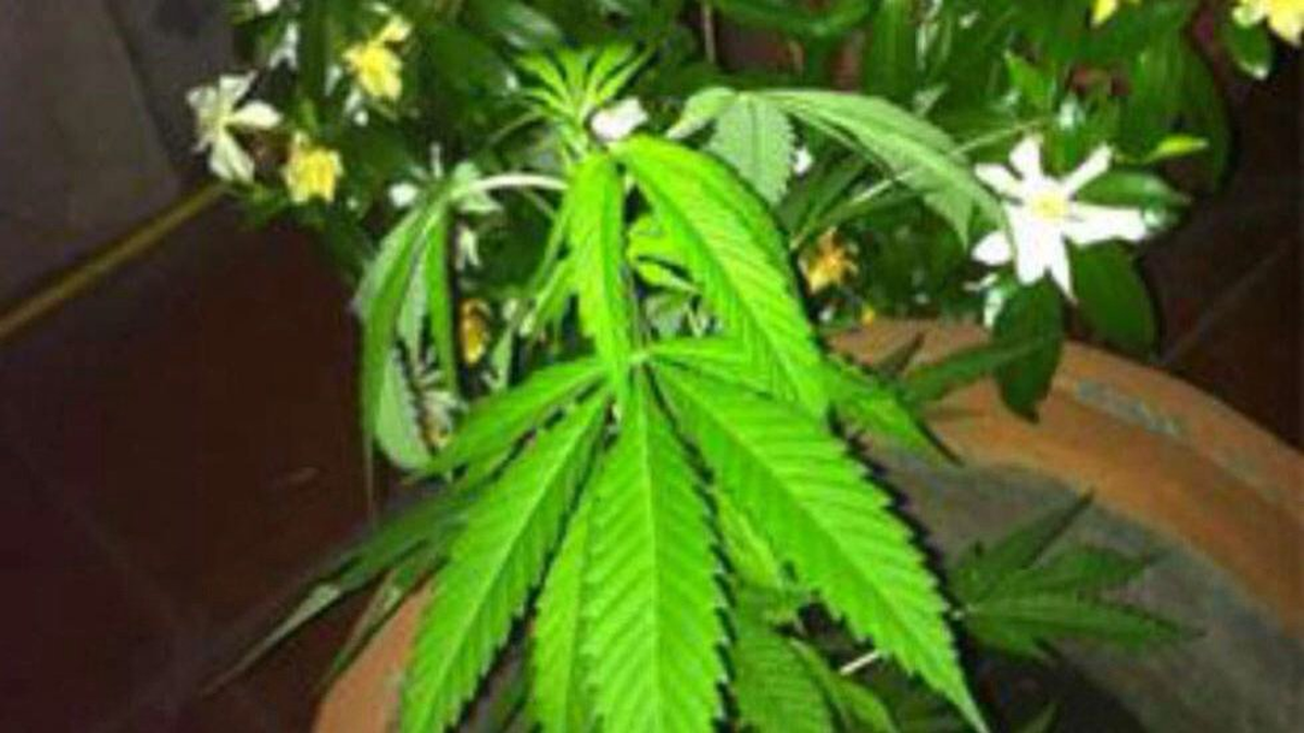 La planta de marihuana que Gabriela Cerruti había publicado en sus redes sociales en 2016 con el comentario: "Una me la regaló @alexfreyre y otra mi mamá. Adivinen cuál."