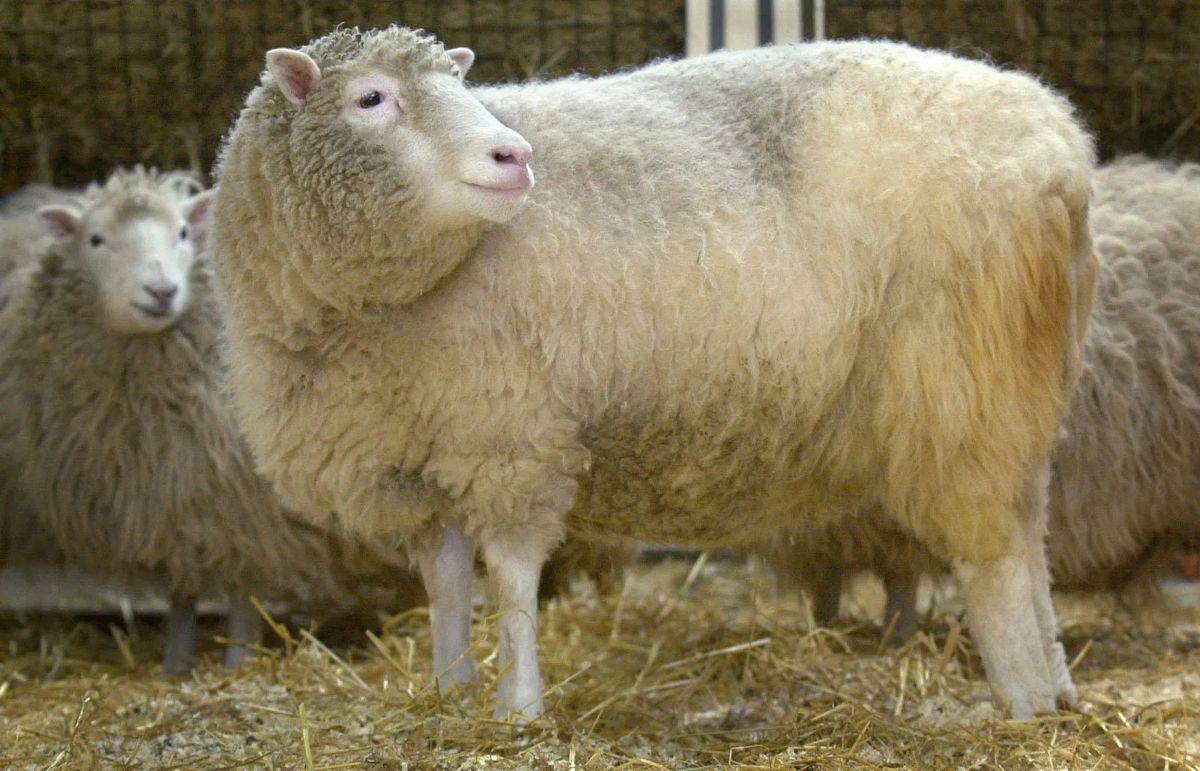 Dolly nació el 5 de julio de 1997 y fue el primer mamífero clonado exitosamente. Nació fusionando una célula de glándula mamaria con un óvulo no fertilizado.