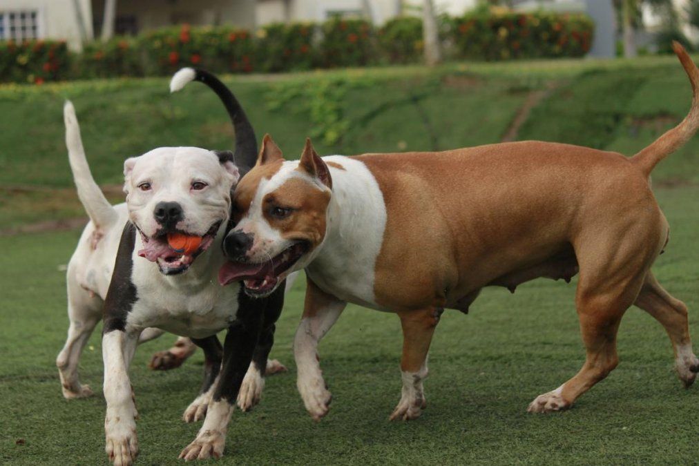 Los pitbulls que atacaron a Jaqueline y a Catalina, quien pelea por su vida, no estaban vacunados, ni inscriptos en el registro de animales peligrosos