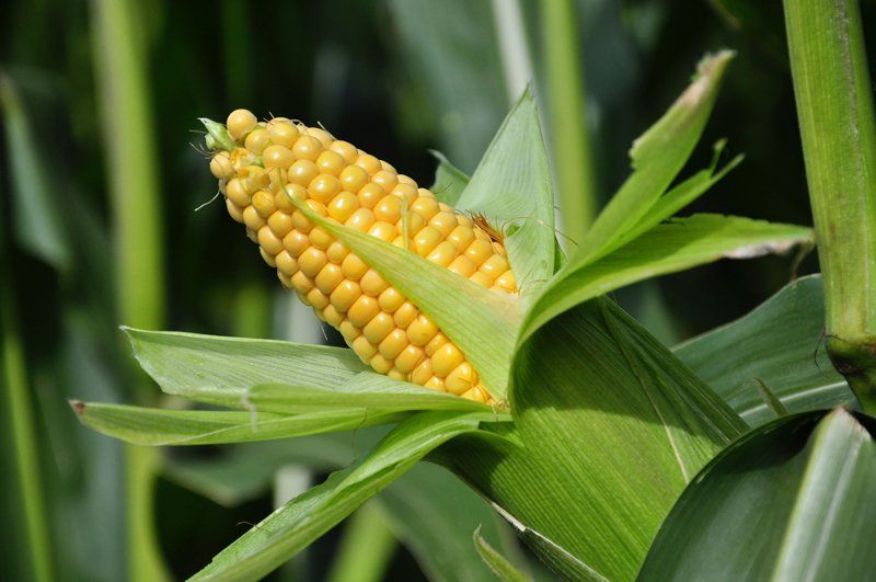 La incertidumbre que genera en los productores la política oficial restrictiva hacia el maíz está estimulando la mayor retención de la soja, como refugio de valor y como virtual cobertura ante la falta de dinámica del mercado del grano.