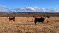 Por inclemencias climáticas, Luis Caputo declaró la emergencia agropecuaria en tres provincias. Por inclemencias climáticas, Luis Caputo declaró la emergencia agropecuaria en tres provincias.