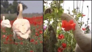 Cisnes de Eslovaquia adictos a la amapola: No vuelan más