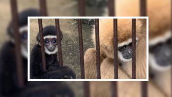 Una mona quedó preñada sola en un zoo: Se conoció la verdad