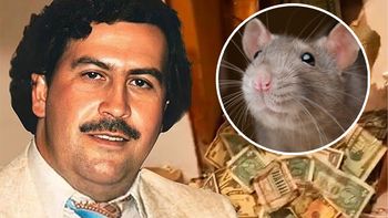 Pablo Escobar tenía muchos enemigos, pero el que le dio un fuerte golpe, haciéndole perder toneladas de billetes, no fue el FBI o la DEA, sino las ratas. Pablo Escobar tenía muchos enemigos, pero el que le dio un fuerte golpe, haciéndole perder toneladas de billetes, no fue el FBI o la DEA, sino las ratas.