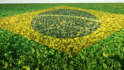 Soja: Sequía en Brasil y una nueva ventana para Argentina