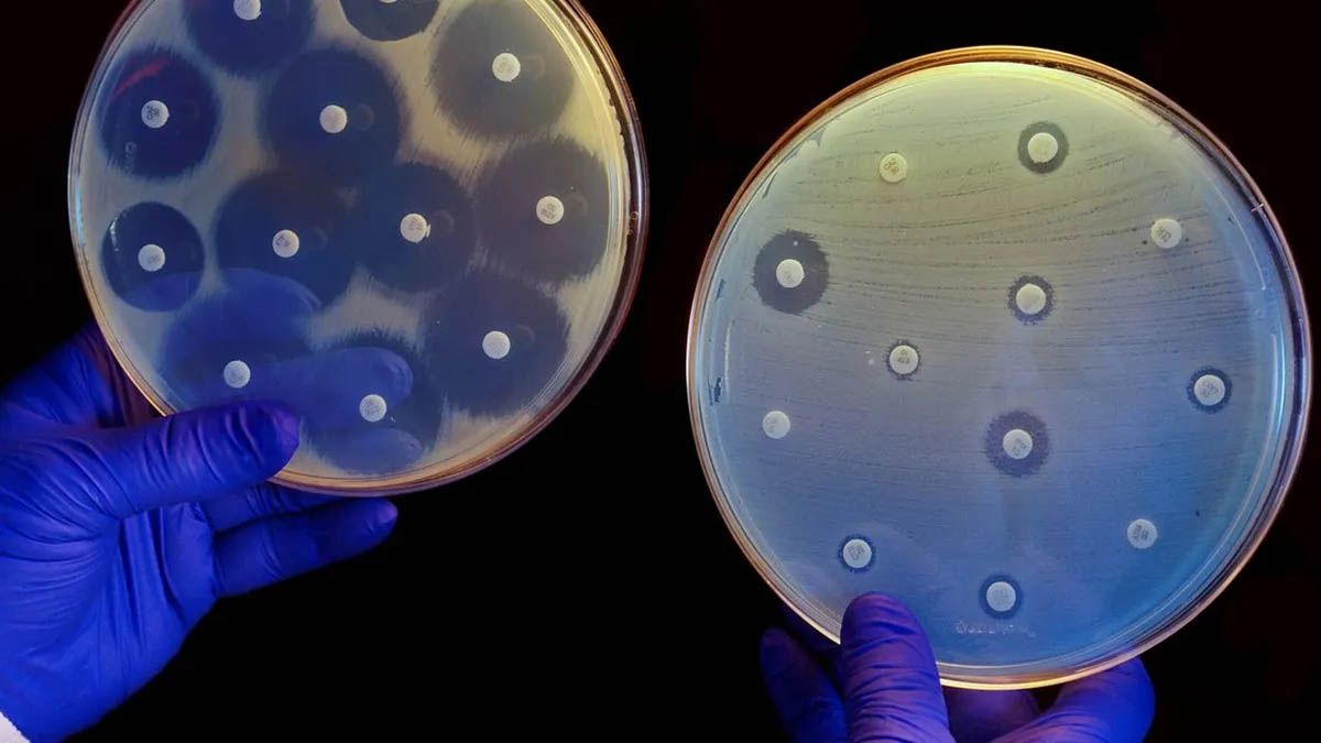 Un grupo de científicos creó un sistema de Inteligencia Artificial (IA) para reforzar los tratamientos médicos con antibióticos. Un grupo de científicos creó un sistema de Inteligencia Artificial (IA) para reforzar los tratamientos médicos con antibióticos.