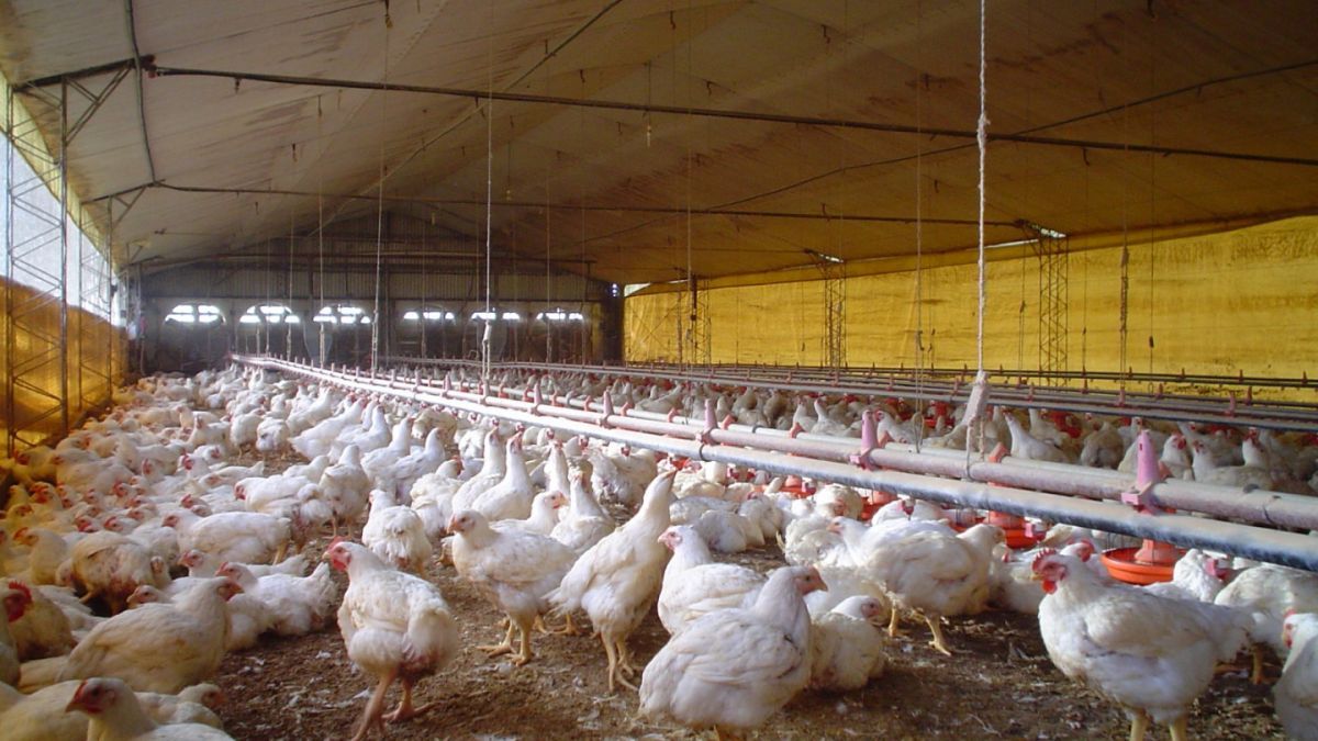 Los productores avícolas lanzaron una fuerte advertencia al presidente Javier Milei acerca de la dramática crisis que vive el sector: “Vacunar o quebrar”. Los productores avícolas lanzaron una fuerte advertencia al presidente Javier Milei acerca de la dramática crisis que vive el sector: “Vacunar o quebrar”.