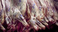 Carne: Advierten que la apertura de importaciones de Trump perjudicará especialmente a la Argentina