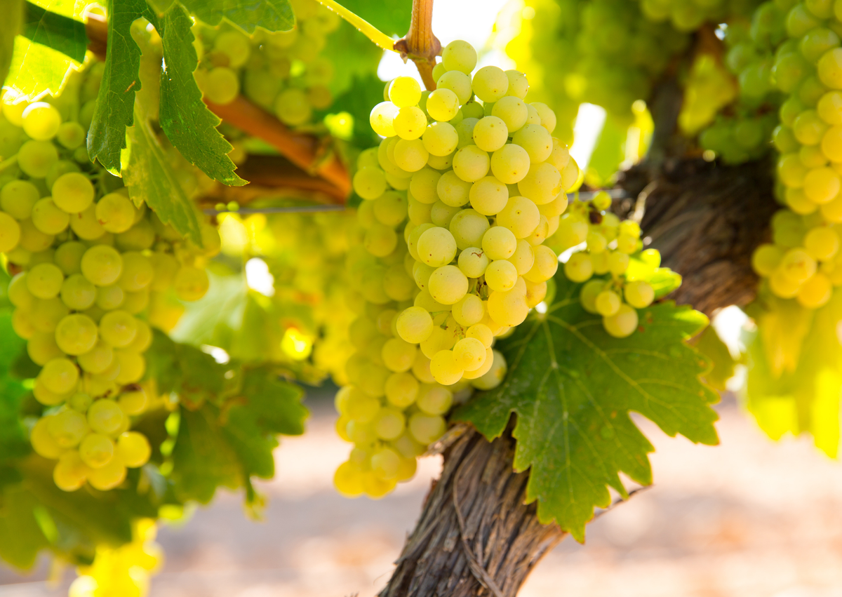 La fruta que ayuda a prevenir enfermedades oculares. La fruta que ayuda a prevenir enfermedades oculares.