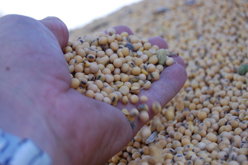 La liquidación de exportaciones agrarias tuvo un pico en junio, último mes de una rebaja temporal de las retenciones dispuesta por el Gobierno, y luego cayó fuertemente en julio y agosto. La liquidación de exportaciones agrarias tuvo un pico en junio, último mes de una rebaja temporal de las retenciones dispuesta por el Gobierno, y luego cayó fuertemente en julio y agosto.