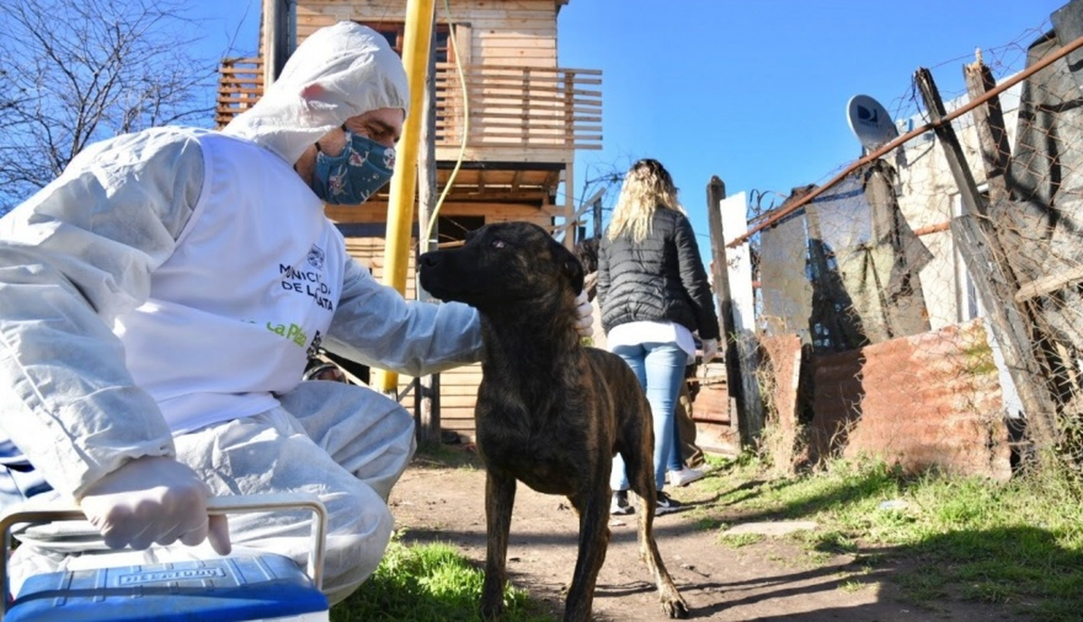 La Ley de Maltrato Animal establece penas de un año como máximo ante situaciones de dicha índole. Muchos consideran que no son suficientes para castigar el abuso de quienes lo llevan a cabo. La Ley de Maltrato Animal establece penas de un año como máximo ante situaciones de dicha índole. Muchos consideran que no son suficientes para castigar el abuso de quienes lo llevan a cabo.
