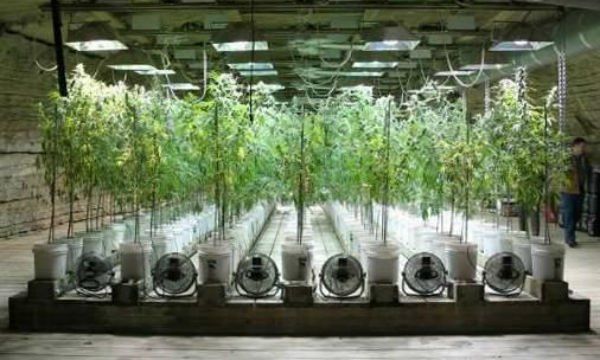 Indoor de marihuana profesional