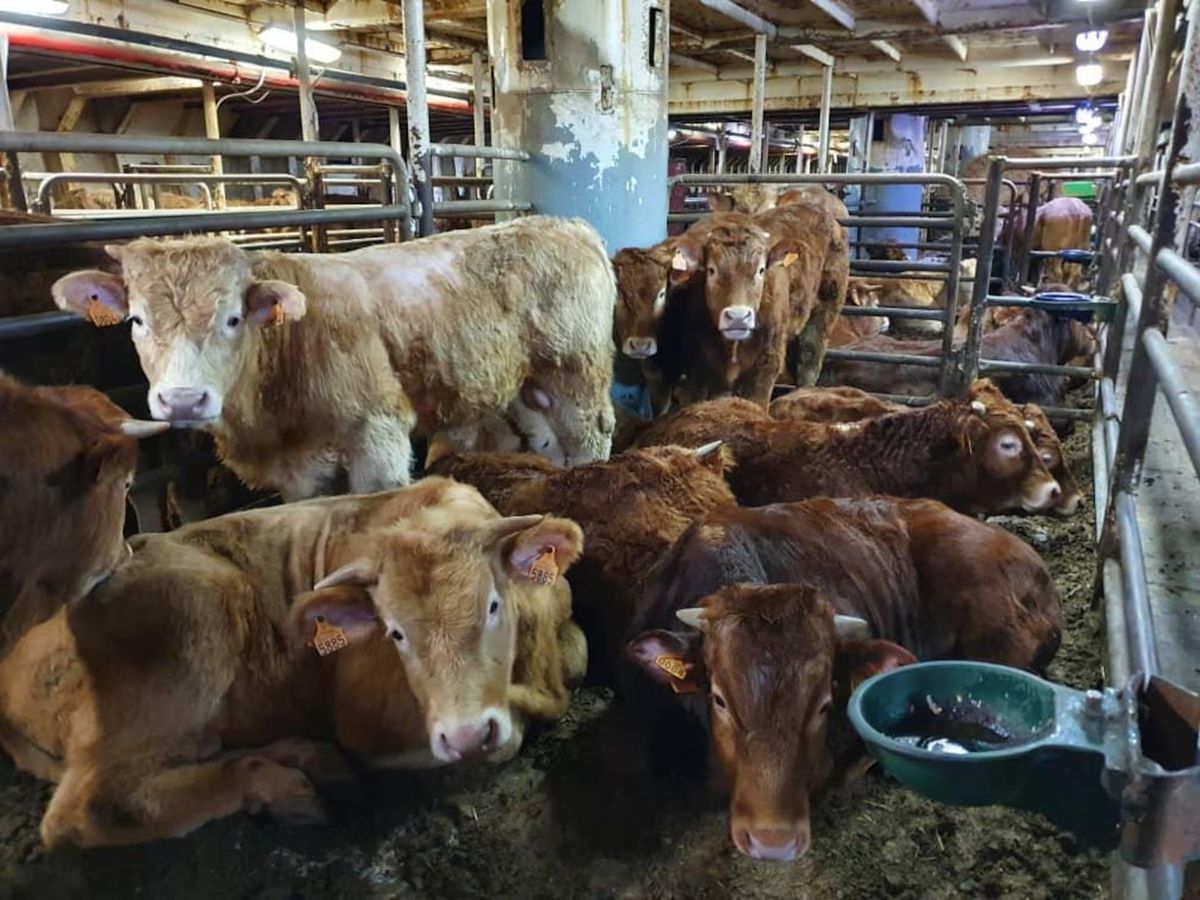 El Decreto 133/2025 habilita la exportación de ganado vivo, práctica prohibida en el país durante más de 50 años.